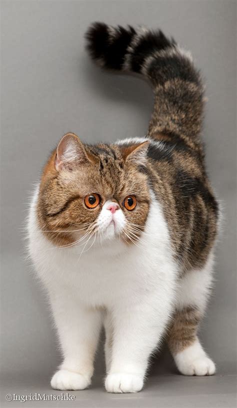 Exotic Shorthair Persian Cat Types - Pets Lovers