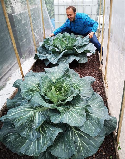 Inside the Gently Competitive World of Giant Vegetable Growing - Gastro ...