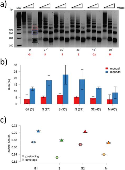 Nucleosome Architecture Throughout The Cell Cycle Scientific Reports