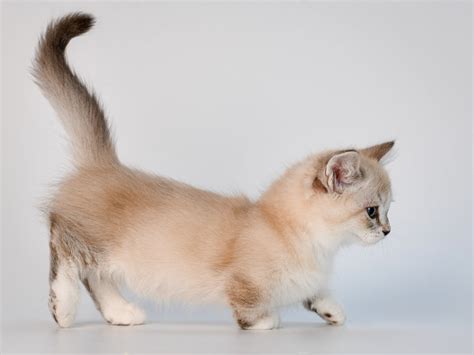 Gatto Munchkin Caratteristiche E Consigli Sul Gatto Dalle Zampe Corte