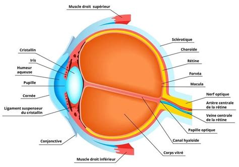 L Anatomie De L Oeil Anatomie Oeil Anatomie Humaine Organes Anatomie