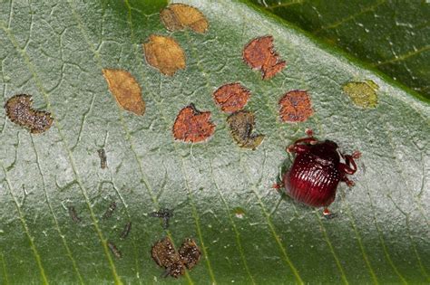 Leaf Beetles Subjects Nature Closeups