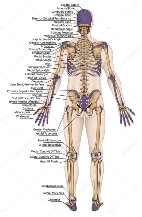 Cuerpo Anat Mico Esqueleto Humano Anatom A Del Sistema Seo Humano