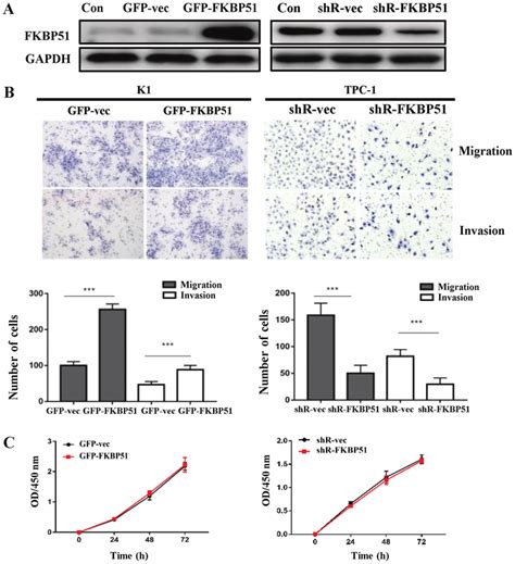 Fkbp51 Promoted Cell Migration And Invasion Of Papillary Thyroid