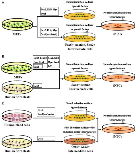 IJMS Free Full Text Rationale And Methodology Of Reprogramming For