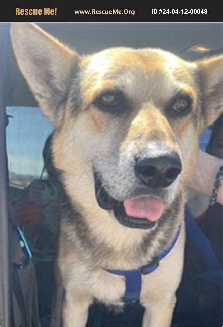 Adopt German Shepherd Rescue Casa Grande Az