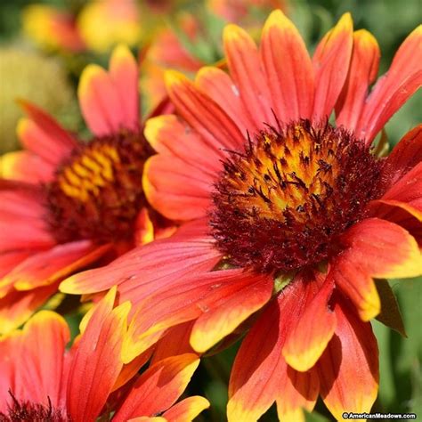 Blanket Flower Seeds Flower Seeds Organic Vegetable Garden