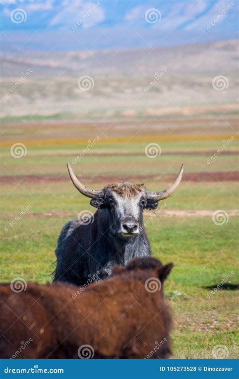 Male Yak In The Pasture Kyrgyzstan Stock Photo Image Of Cold