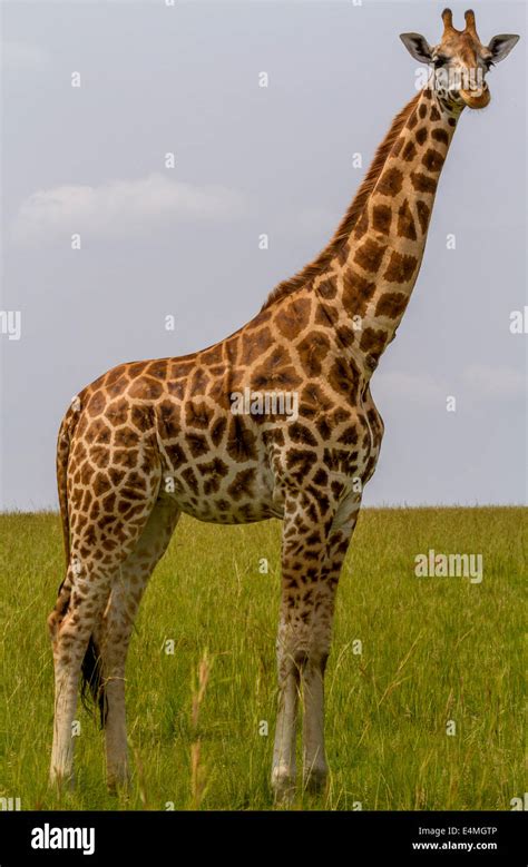 The Rotschilds Giraffe Is One Of The Most Endangered Giraffe