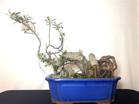 Type Of Ficus Hp Succulents Bonsai