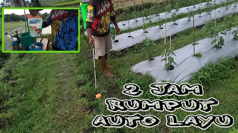 CARA MEMBASMI HAMA RUMPUT YouTube