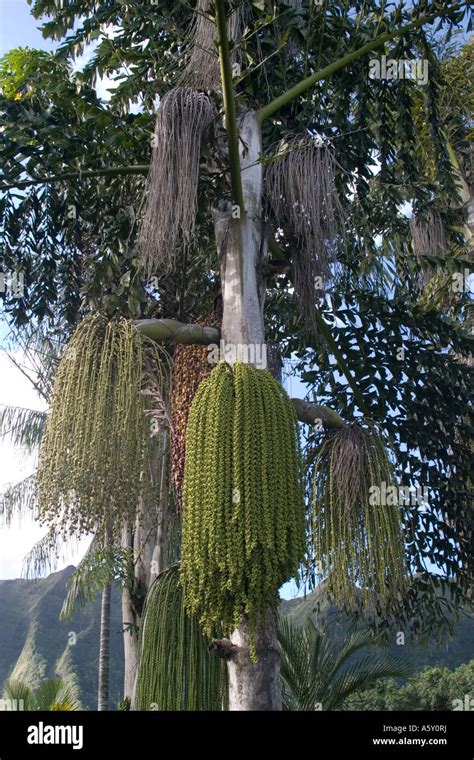 Botanical garden at Oahu Stock Photo - Alamy