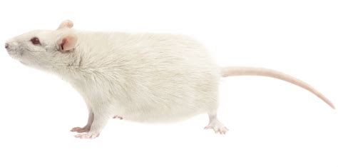 🔥 [50+] Lab Rats Wallpapers | WallpaperSafari