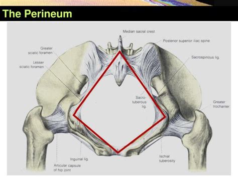 perineum - DriverLayer Search Engine