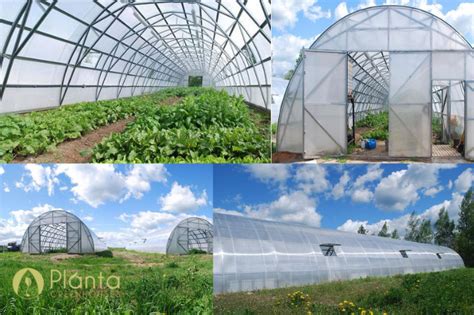 How to Grow For Success in the Winter: Which Plants and Crops Work Wel – Planta Greenhouses