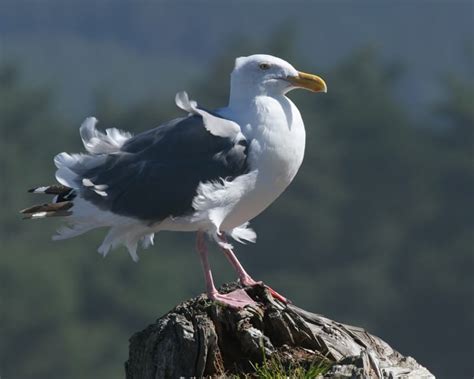 Glaucous Winged Gull X Western Gull Hybrid Photos Birdspix