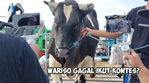 Sapi Wariso Tak Datang Condrosimo Setia Farm Turun Kontes Appsi