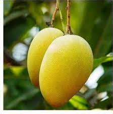 Buy Green View Zardalu Mangifera Indica Rare Mango Fruit 1 Grafted