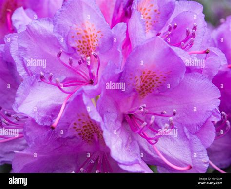 Attractive Broadleaf Evergreen Shrub With Lavender Flowers In Spring