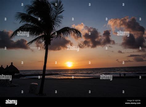 Palm Tree, Mexico Stock Photo - Alamy