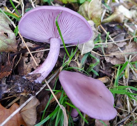 Wood Blewit Lepista Nuda Cradley Woods Worcs Gailhampshire Flickr