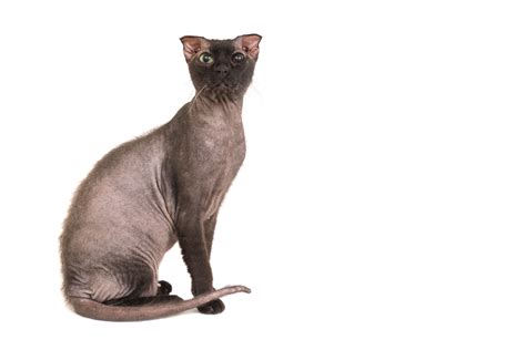 10 Best Hairless Cat Breeds For A Unique Pet Pal