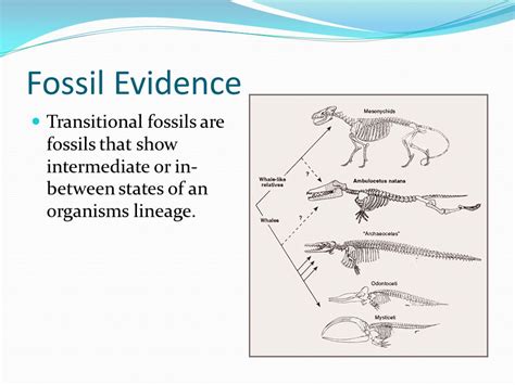 Fossil Record Transitional Fossils