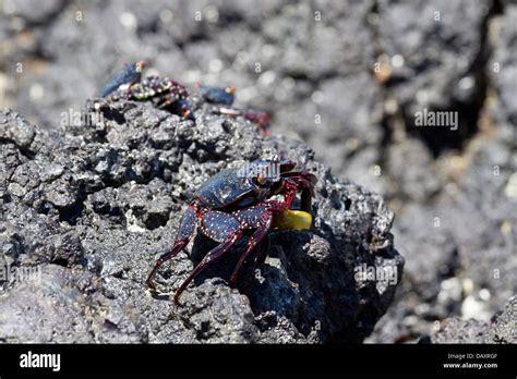 Sally Lightfoot Crab Grapsus Grapsus Isabela Island Galapagos