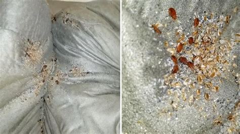 Bed Bugs Take Over Sofa Cushions Youtube