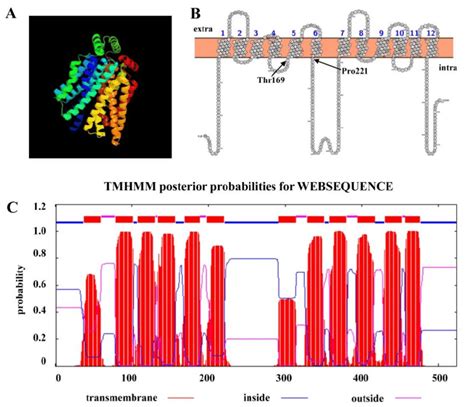 Chhxt Gene Coding A Hexose Transporter Protein A D Model Of Chhxt