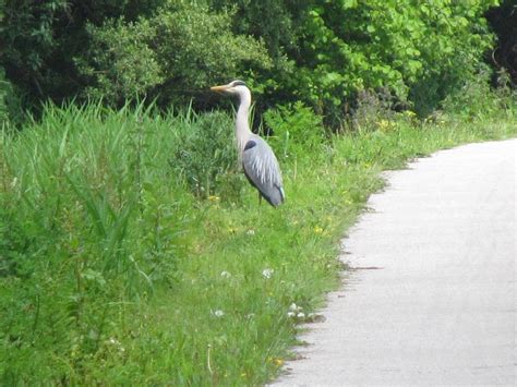 Wildlife on the Canal – Swansea Canal Society