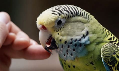 Do Budgie Bites Hurt A Detailed Look At Budgie Biting Behavior Berry