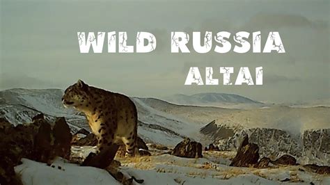 Алтай. Снежный барс. Птица бородач. Беркут. Росомаха. Алтайский горный ...