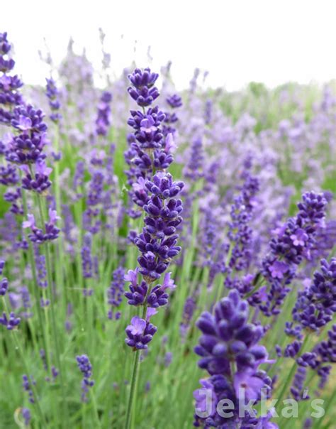 Lavandula Angustifolia Melissa Lavender Melissa Plants Available