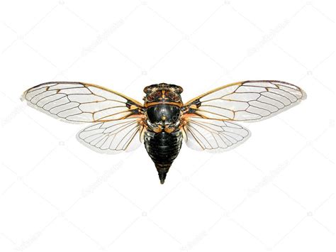 Cicada — Stock Photo © Rbiedermann 1164353