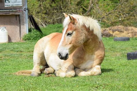 Haflinger Horse Relax Free Photo On Pixabay