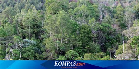 Tambang Ilegal Dan Perambahan Jadi Ancaman Untuk Kawasan Konservasi