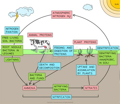 Nitrogen Cycle Igcse Biology Revision Notes