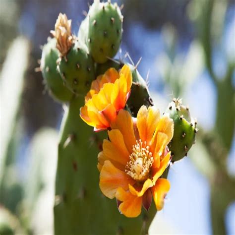 Opuntia Ficus Indica