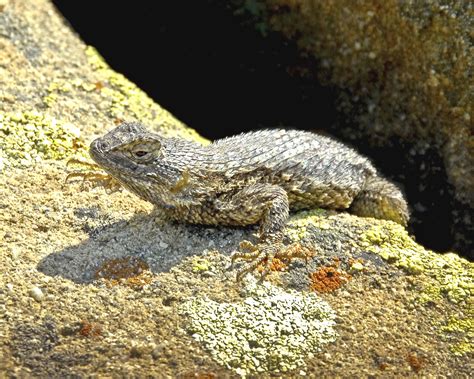 Free Images Nature Rock Looking Wildlife Portrait Macro Fauna