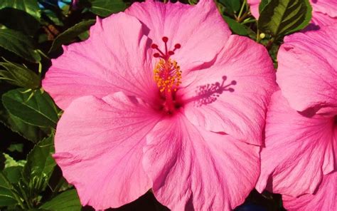 Seminole Pink Tropical Hibiscus 1 Gallon Shrub Tropical Tropical Plants Flowering