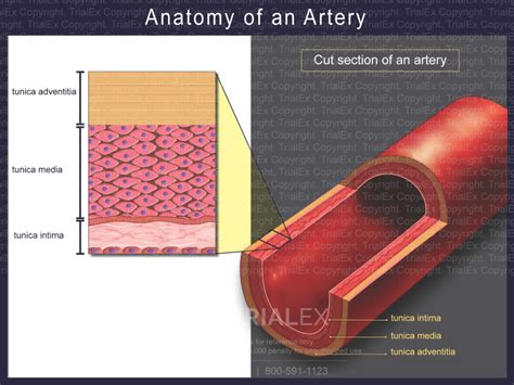Anatomy of an Artery - TrialQuest Inc. 