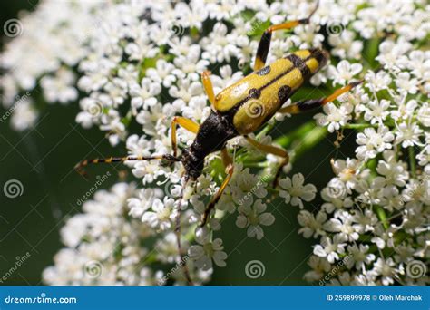 Closeup On A Spotted Longhorn Beetle Leptura Maculata On The White