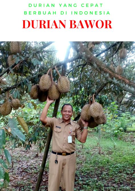 Gambar Daun Durian Bawor Denah