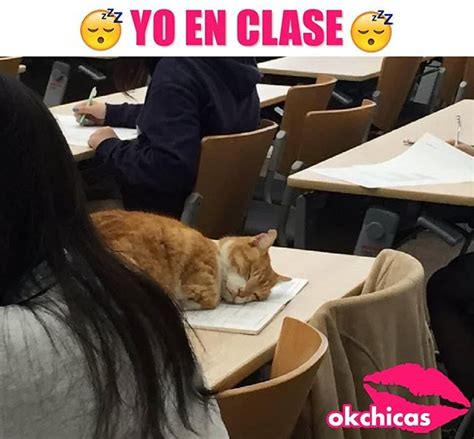 La Escuela No Es Para Mi Funny Animals Funny Animal Pictures Funny