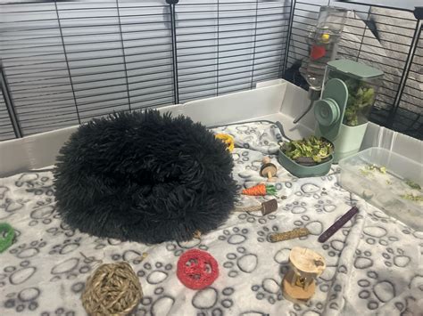 ways to guinea pig scared fast 1