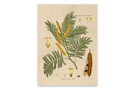 Kher Tree Botanical Illustration Print Mobo Etsy