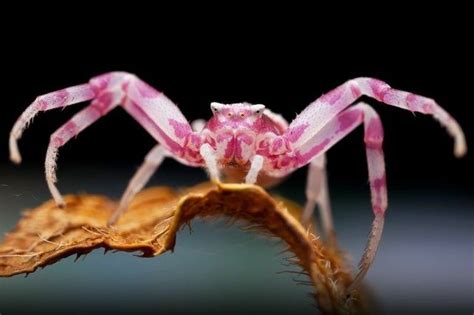 A Pink And White Spider Sitting On Top Of A Brown Leaf In Front Of A