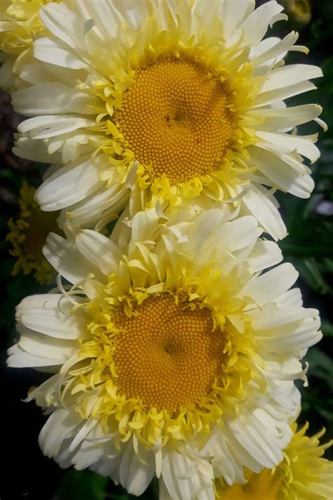 Buy Real Charmer Shasta Daisy FREE SHIPPING Wilson Bros Gardens 1