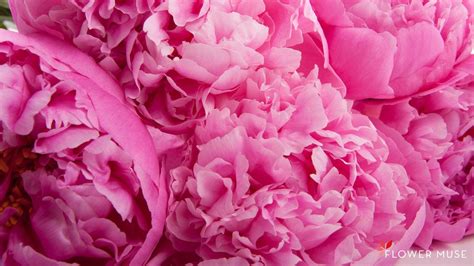 Peony Flower Wallpapers Wallpaper Cave